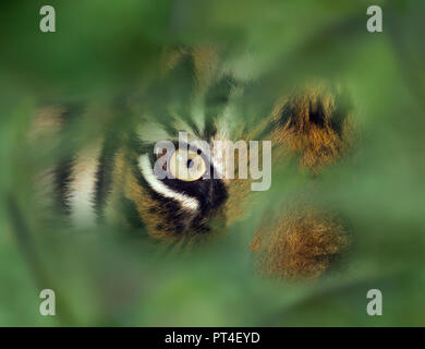 Occhio di tigre di Sumatra Panthera tigris sondaica captive Foto Stock
