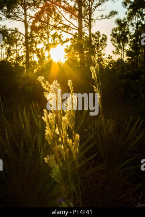 Erbacce retroilluminato in Fred C. Babcock/Cecil M. Webb Wildlife Management Area in Punta Gorda Florida Foto Stock