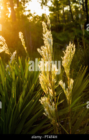 Erbacce retroilluminato in Fred C. Babcock/Cecil M. Webb Wildlife Management Area in Punta Gorda Florida Foto Stock