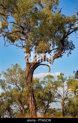 Albero di Ironbark Eucalyptus sp nella savana Australiana Foto Stock