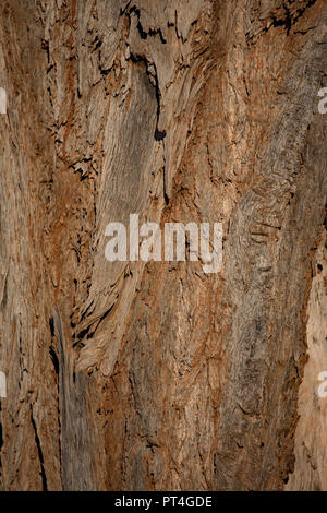 Albero di Ironbark Eucalyptus sp nella savana Australiana Foto Stock