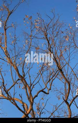 I rami degli alberi contro un cielo blu Foto Stock