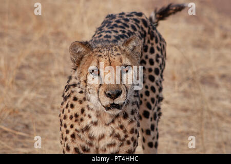 Ritratto di un ghepardo in l'Okonjima, Namibia Foto Stock