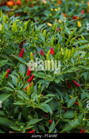 Uccello tailandese di pepe o di pepe di Guinea una delle più calde di chili in Thailandia Foto Stock