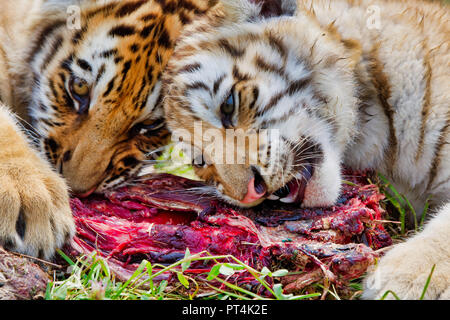 Due giovani le tigri siberiane (Panthera tigris altaica) mangiare carni fresche Foto Stock