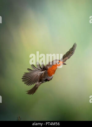 Robin congelati a metà del volo (revisione dell'immagine) Foto Stock