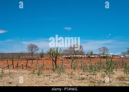 Cariri, Paraíba, Brasile - Febbraio, 2018: Paesaggio di natura sfondo con le mucche e i buoi alimentazione, mangiare in una terra arida con Mandacaru Cactus in AAC Foto Stock