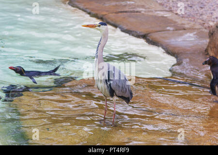 Airone cinerino (Ardea cinerea) wading nel pinguino enclosure piscina presso lo zoo di Londra Foto Stock