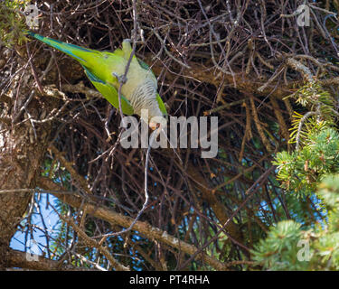 Pappagallo verde costruire un nido in una pineta con un bastone nel suo becco, nel Connecticut Stati Uniti Foto Stock