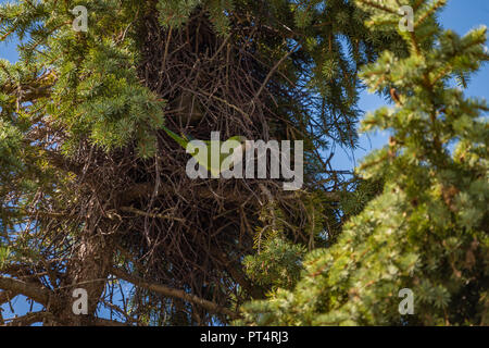 Pappagallo verde costruire un nido su albero mi Foto Stock