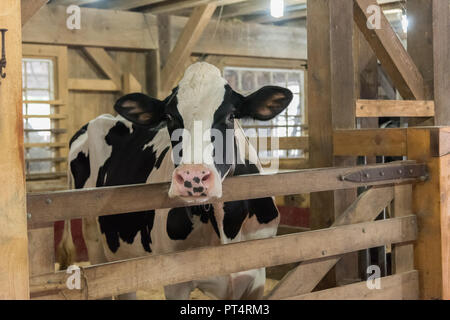 Pedigree in bianco e nero mucca in stabile in legno sulla tradizionale azienda agricola biologica Foto Stock