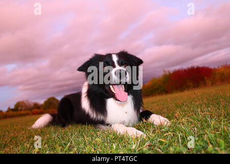 Border Collie al tramonto Foto Stock