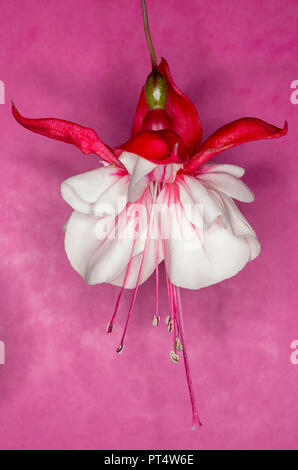 Fuchsia swingtime, finale rosa e fiore bianco contro un sfondo rosa Foto Stock