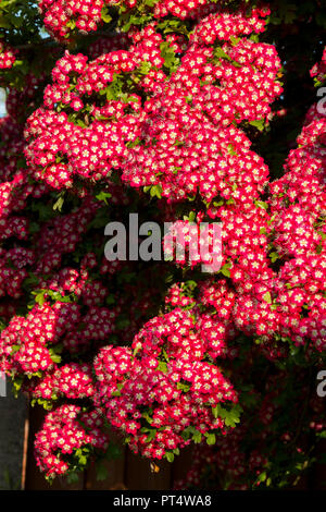 Close up di Albero di biancospino fioritura in primavera (cratageus laevigata) 'crimson cloud' varietà in un giardino a Cardiff, nel Galles, Regno Unito Foto Stock