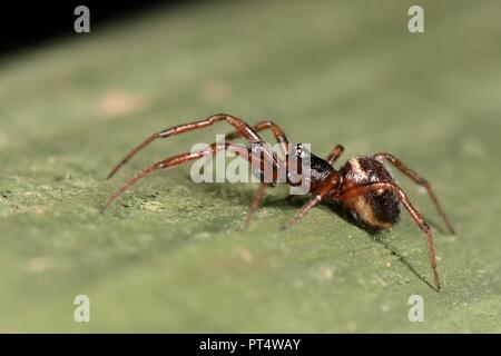 Comune vedova false / coniglio hutch spider (Steatoda bipunctata) maschio su un giardino recinto, Wiltshire, Regno Unito, ottobre. Foto Stock