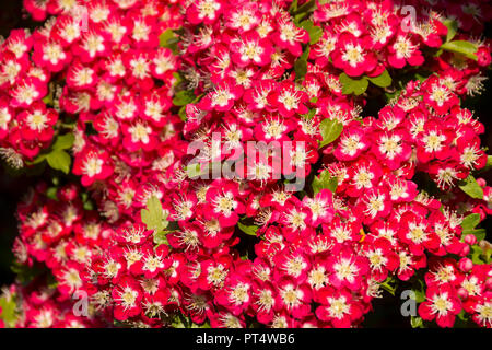 Close up di Albero di biancospino fioritura in primavera (cratageus laevigata) 'crimson cloud' varietà in un giardino a Cardiff, nel Galles, Regno Unito Foto Stock