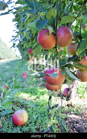 La piantagione di Apple in autunno - Braeburn e mele Idared Foto Stock