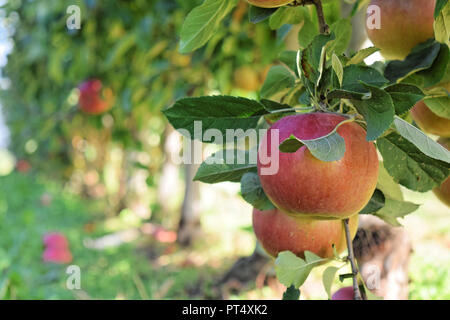 La piantagione di Apple in autunno - Braeburn e mele Idared Foto Stock