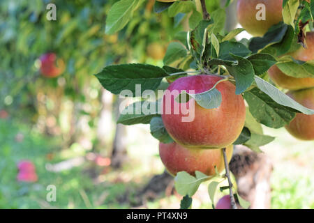 La piantagione di Apple in autunno - Braeburn e mele Idared Foto Stock