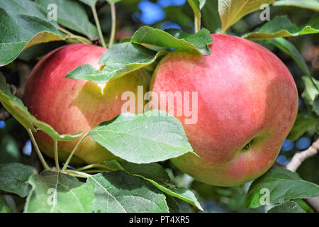 La piantagione di Apple in autunno - Braeburn e mele Idared Foto Stock