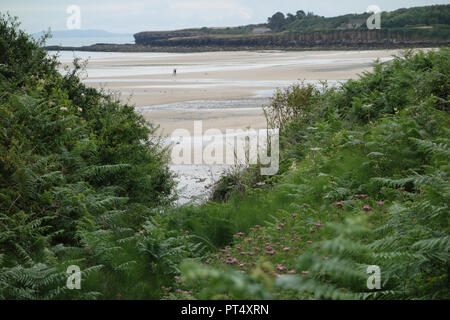 Un giovane a piedi vi cane sulle sabbie di Traeth Lligwy Beach sull'Isola di Anglesey sentiero costiero, Wales, Regno Unito. Foto Stock