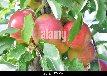 La piantagione di Apple in autunno - Braeburn e mele Idared Foto Stock