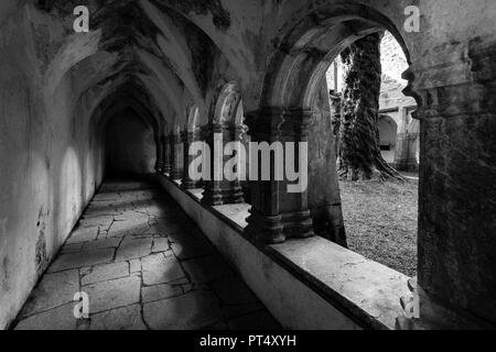 Abbazia Muckross, le rovine di un vecchio monastero irlandese con chiostro e un grande vecchio albero solitario Foto Stock