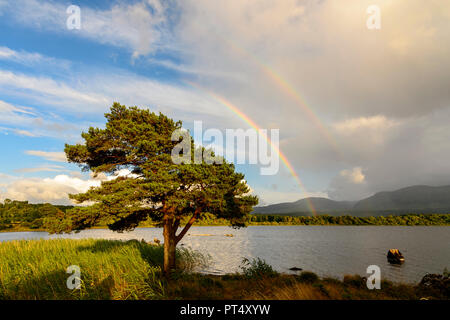 Rainbow su un albero di pino a Lough Leane, un lago nel Parco Nazionale di Killarney in Irlanda Foto Stock