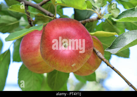 La piantagione di Apple in autunno - Braeburn e mele Idared Foto Stock