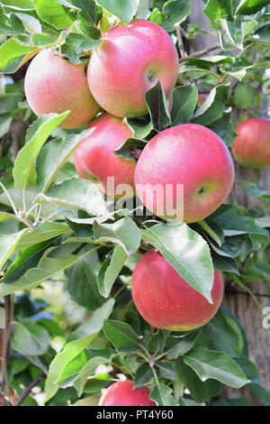 La piantagione di Apple in autunno - Braeburn e mele Idared Foto Stock