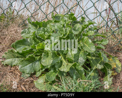 Giovane Mare Beet leaf crescita - può essere foraged, poi cucinato e mangiato. Foto Stock