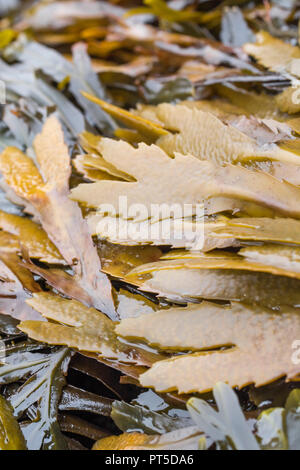 Frons di Wrack seghettata / Fucus serratus. Foto Stock