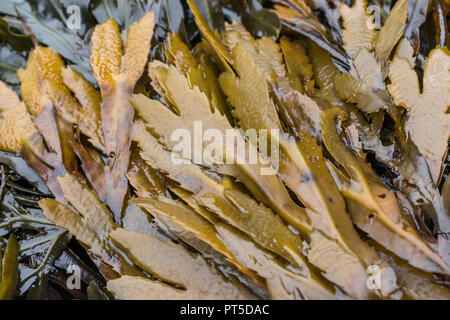 Frons di Wrack seghettata / Fucus serratus. Foto Stock