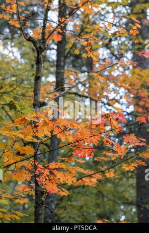 Dettagli di colorati caduta delle foglie Foto Stock