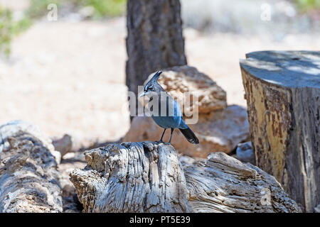 Stellers Jay su un moncone di montagna nel Parco Nazionale di Bryce Canyon dello Utah Foto Stock