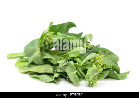 Kai cinese verdure Lan su sfondo bianco Foto Stock