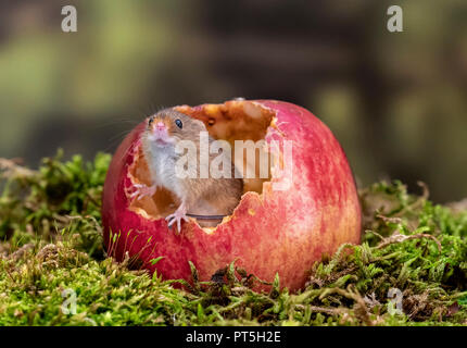 Un raccolto mouse coetanei fuori dall'interno di un masticato e mangiato apple Foto Stock