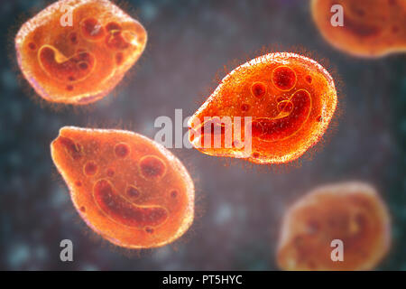 Computer illustrazione del protozoo ciliato Balantidium coli, un parassita intestinale che può causare la formazione di ulcere (balantidiasis) nel tratto intestinale degli esseri umani. Si tratta di una rara forma di dissenteria che è limitata essenzialmente per i lavoratori agricoli e quelli in stretta associazione con i suini. I parassiti sono comuni e innocuo tra i suini. Essi formano le cisti che passano al di fuori dei suini nelle loro feci. Gli esseri umani contraggono la malattia attraverso gli alimenti o bevande contaminati da tali cisti. Foto Stock