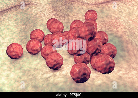 Chlamydia trachomatis batteri, illustrazione del computer. Chlamydia trachomatis causa una infezione trasmessa sessualmente che possono passare inosservate provocando infertilità. Esso determina anche la malattia dell'occhio tracoma, che può portare alla cecità. Foto Stock