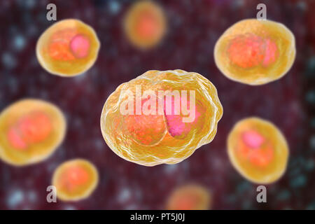 Chlamydia trachomatis batteri. Computer illustrazione che mostra un composto di inclusione di un gruppo di chlamydia reticolano corpi (intracellulare dello stadio di moltiplicazione, piccole sfere di colore arancione) nelle vicinanze del nucleo (rosa) di una cellula. Chlamydia trachomatis causa una infezione trasmessa sessualmente che possono passare inosservate provocando infertilità. Esso determina anche la malattia dell'occhio tracoma, che può portare alla cecità. Foto Stock