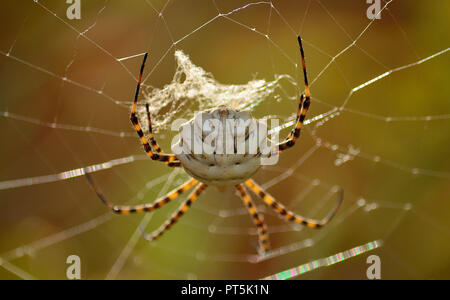 Argiope lobata in primo piano, di grandi spider aspettando pazientemente sul progetto ragnatela Foto Stock