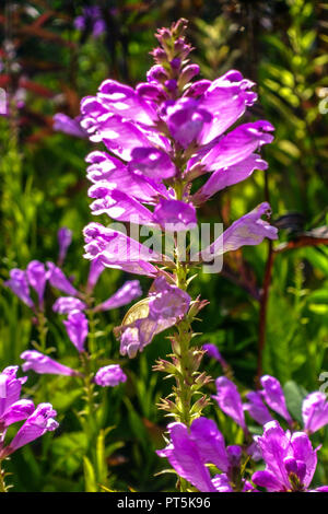 Impianto obbediente, Physostegia virginiana 'Bouquet Rose' Foto Stock