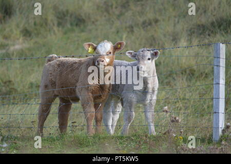 Close up di highland bovini giovani vitelli di vitello in un campo erboso dietro al filo spinato vicino a Tarbert sull'Isle of Harris Ebridi Esterne della Scozia UK Foto Stock