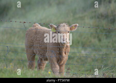 Close up di highland bovini giovani vitelli di vitello in un campo erboso dietro al filo spinato vicino a Tarbert sull'Isle of Harris Ebridi Esterne della Scozia UK Foto Stock