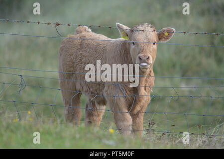 Close up di highland bovini giovani vitelli di vitello in un campo erboso dietro al filo spinato vicino a Tarbert sull'Isle of Harris Ebridi Esterne della Scozia UK Foto Stock