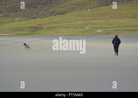Fegato e white English Springer spaniel sulla bella spiaggia di sabbia spiaggia deserta su Isle of Harris esercitando con il proprietario con il verde paesaggio e colline Foto Stock