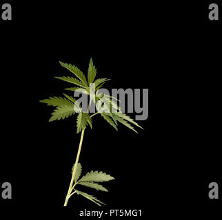 Giovani foglie verde pianta di Cannabis dettaglio isolato su sfondo nero. Foto Stock