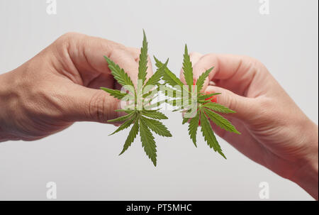 Un giovane di canapa e di una boccola di marijuana. Un raccolto di cannabis del 2018. Foto Stock