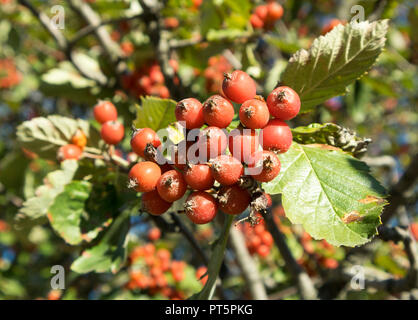 Unione rowan (Sorbus aucuparia) frutti rossi su un ramo. Foto Stock