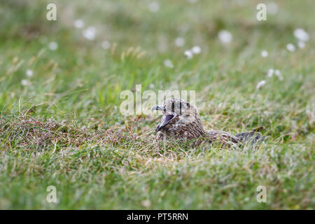 Grande Skua - Catharacta skua - grande marrone uccelli del mare del Nord Oceano Atlantico, Shetland, Scozia. Foto Stock